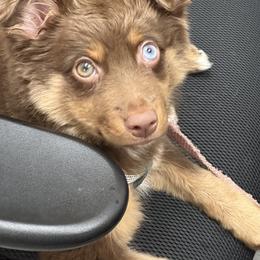 Australian Shepherds from Torry's Full Draw Aussie’s