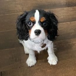 Assorted Doodle Crosses, Bernedoodles, Cavalier King Charles Spaniels, Cavapoos, Chihuahuas, and Poodles from Designer K9's