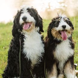Bernedoodles from Dixie land Doodles