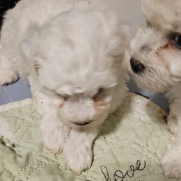 Bichon Frise, Maltese, Maltipoo, and Shih Tzu Puppies from Cooley's Cuddle Pups