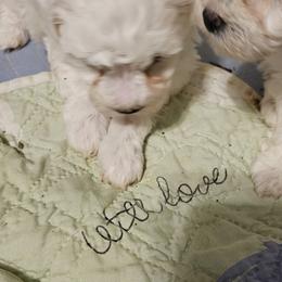 Bichon Frise, Maltese, Maltipoo, and Shih Tzu Puppies from Cooley's Cuddle Pups