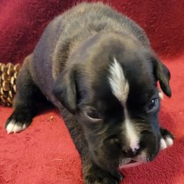 Boy 4 - Brindle Boxer puppy in Wisconsin from Baja Boxers