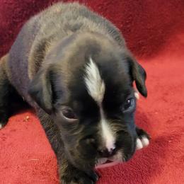 Boy 4 - Brindle Boxer puppy in Wisconsin from Baja Boxers