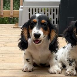 Peter - Piebald male Dachshund puppy in Monetta, South Carolina from Moonrise Poodles
