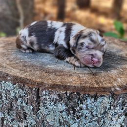 Imani - Merle male Cockapoo puppy in Louisburg, North Carolina from Raven Oak's Mini Cockapoos