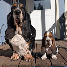 Allison - Black brown and white female Basset Hound puppy in Polson, Montana from BeautyBea's Flathead Lake Bassets