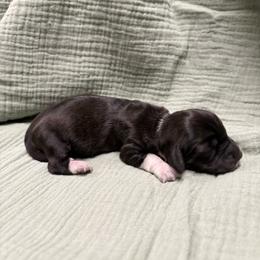 Sassy - Piebald female Dachshund puppy in Athens, Alabama from 4 Moore Ranch