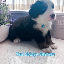 Bernese Mountain Dog Puppies from Red Bridge Berners