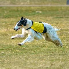 Borzois from Cindy Klein