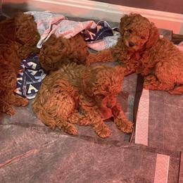 Poodle Puppies from CashEuro Poodles