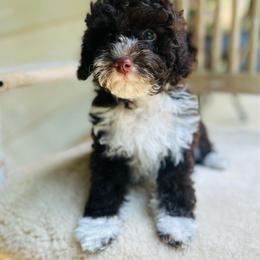 Danny - Chocolate and white male Havapoo puppy in Natural Bridge, Virginia from Rockbridge Puppies