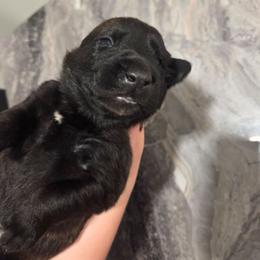 Cupid (green) - Black brindle male Dutch Shepherd puppy in Signal Mountain, Tennessee from Torgun Police Dogs