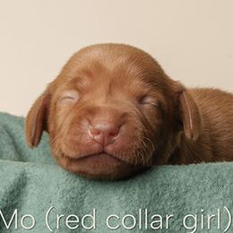 KiMo (red collar) - Golden rust female Vizsla puppy in Alvord, Texas from Tequila Kennels