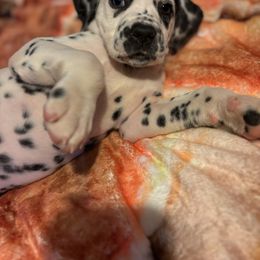 Apple Pie LUA - Dalmatian puppy from Dew Dream Dalmatians