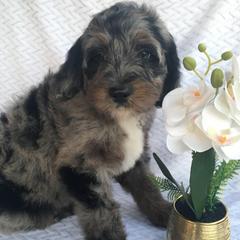 Milky Way - male Australian Mountain Doodle puppy in Blairstown, Missouri from Shepherd Hill Doodles