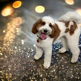 Lilly - Goldendoodle