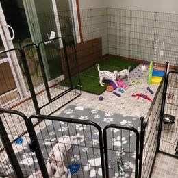 Dalmatian Puppies from Crescent Hill Dalmatians