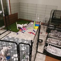 Dalmatian Puppies from Crescent Hill Dalmatians