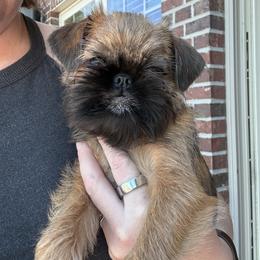 Destiny - Red female Brussels Griffon puppy in Pittsburgh, Pennsylvania from Oltann Griffons