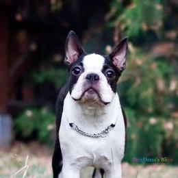 Tokyo - Boston Terrier