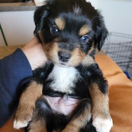 Miniature Australian Shepherd and Toy Australian Shepherd Puppies from Heritage Homestead