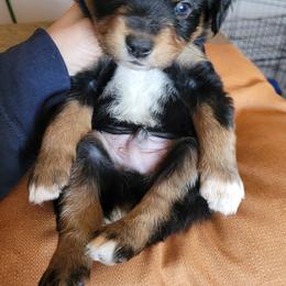 Miniature Australian Shepherd and Toy Australian Shepherd Puppies from Heritage Homestead