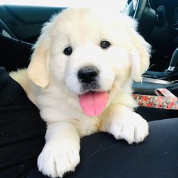 Golden Retriever Puppies from Dale Hollow Goldens