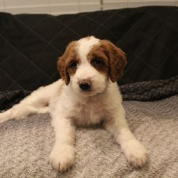 Goldendoodle Puppies from Cali Doodles