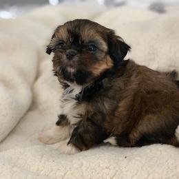 Shih Tzu Puppies from Exclusively Shih Tzu's LLC