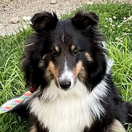 Tijuana - Shetland Sheepdog