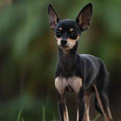 Freddie - Russian Toy