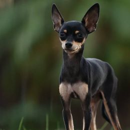 Freddie - Russian Toy