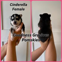 Cinderella - Black and white female Pomsky puppy in Lyons, Nebraska from Goodness Gracious Pomskies
