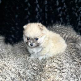 Sparkle - Cream sable female Pomeranian puppy in Greenville, Georgia from Breezy Hill Poms