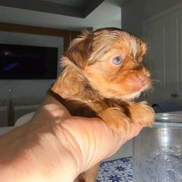 Lagertha - Chocolate and tan female Yorkshire Terrier puppy in Cape Coral, Florida from Katherine’s Yorkies and Poodles