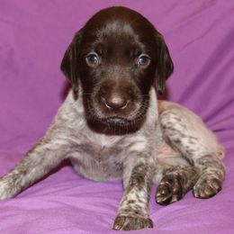 German Shorthaired Pointer Puppies from GLC Pointers