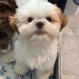Charger - Liver and white male Shih Tzu puppy in Scottsdale, Arizona from 🌗 New Moon Shih Tzu 🌗