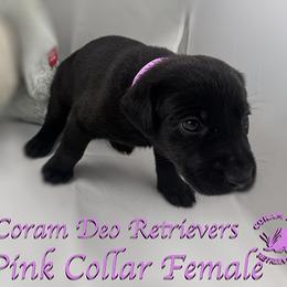 Third Pick Female - Black female Labrador Retriever puppy in Greater Houston Area, Texas from Coram Deo Retrievers