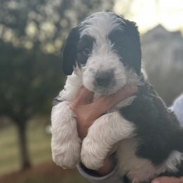 Ralph - Black and white Sheepadoodle puppy in Bristol, Tennessee from East Tennessee Sheepadoodles