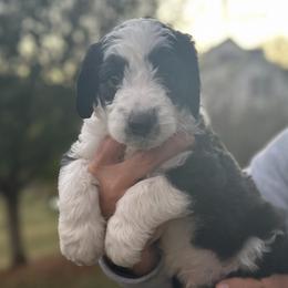 Ralph - Black and white Sheepadoodle puppy in Bristol, Tennessee from East Tennessee Sheepadoodles