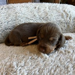 Cocoa - Chocolate and tan female Dachshund puppy in Mocksville, North Carolina from The Dachs of Hazzard Dachshunds