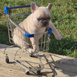 Boy 2 - Cream male French Bulldog puppy in Ada, Oklahoma from Joe Estep's Poodles