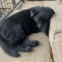 Red - Black female German Shepherd puppy in San Antonio, Texas from Grendelhaus Shepherds