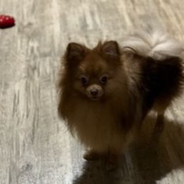 Pomeranians from Glover’s Poms