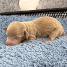Male 1 - Fawn (isabella) and tan male Dachshund puppy in Scottdale, Pennsylvania from Our Sweet Dachshund Farm