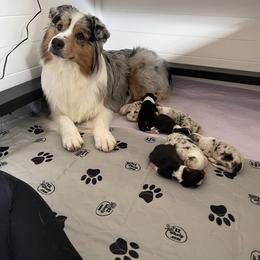 "Critical first week" Australian Shepherd Puppies from Mezzo Australian Shepherds