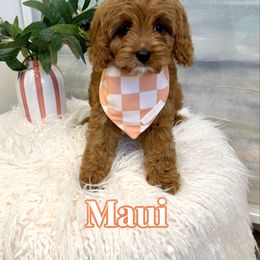 Maui - Red male Cavapoo puppy in Buford, Georgia from Petite Posh Puppies