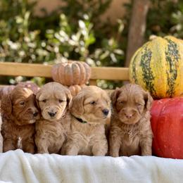 Australian Labradoodle Puppies from Pixie Doodle Paws