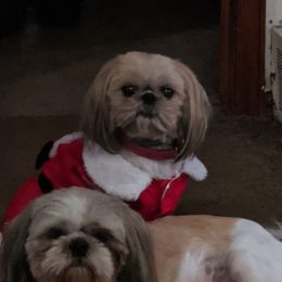 Shih Tzu Puppies from Linda Elliott