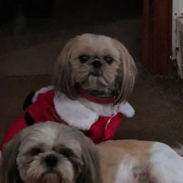 Shih Tzu Puppies from Linda Elliott